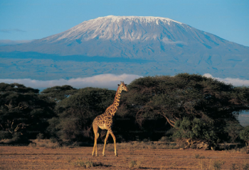 a giraffe standing in a field with a mountain in the background a giraffe standing in a field with a mountain in the background